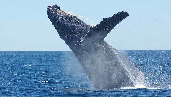 Japón afirma que retomará caza comercial de ballenas