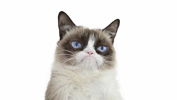 Grumpy, la gata más famosa de las redes sociales