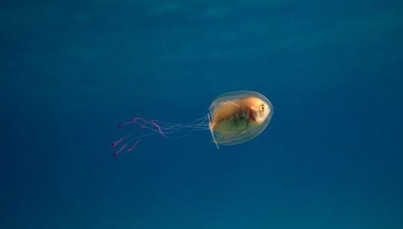Instagram: Foto de un pez dentro de una medusa se vuelve viral  