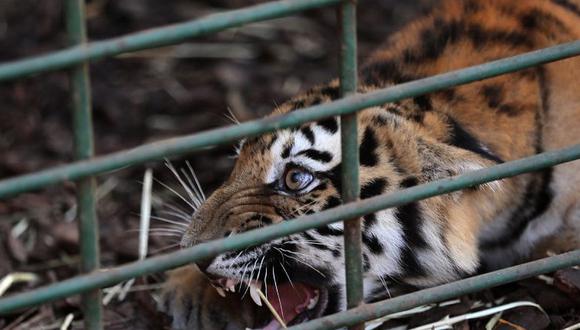 ​Tigresa "devoradora de hombres" muere electrocutada en reja para jabalíes