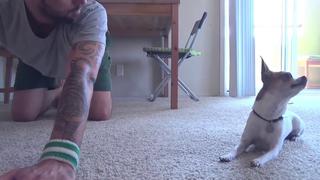 Un perro chihuahua hace yoga junto a su propietario y arrasa en Internet