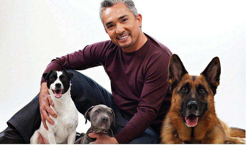 Conoce la historia de César Millán, el encantador de perros