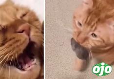 Gatito llora porque se le escapa su ratón y se vuelve viral