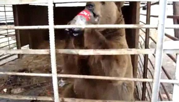 Indignante: oso muere tras ser obligado a tomar Coca Cola 