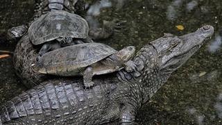 Tortugas y cocodrilos pueden extinguirse en pocos años debido a la pérdida del hábitat animal