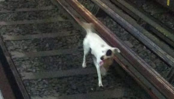 El perro bajó a las vías sin que alguien de seguridad lo vea. (Foto: @MetroCDMX | Twitter)