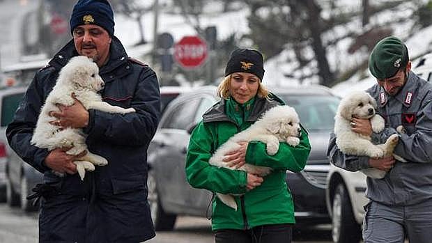 Italia: encuentran vivos a tres perritos en hotel sepultado por alud 