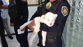 Policía detiene camioneta sin placa y encuentran cachorro de león (VIDEO)