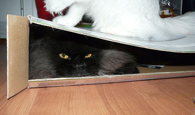 3 razones por las que los gatos se esconden con facilidad