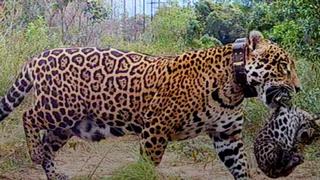 ¡Qué buena noticia! Nacimiento de dos jaguares salvajes es buena señal para revertir extinción de especie