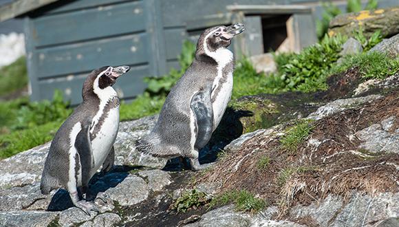 Jóvenes se roban crías de pingüino de Humboldt