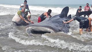 Pescadores y turistas unen fuerzas para salvar a tiburón ballena (VIDEO)