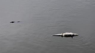 Piden socorro por caimanes vecinos al Parque Olímpico de Río 