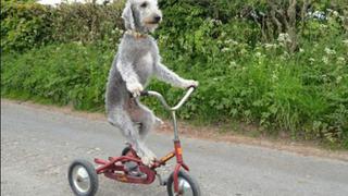 ​Youtube: Perro se divierte en triciclo