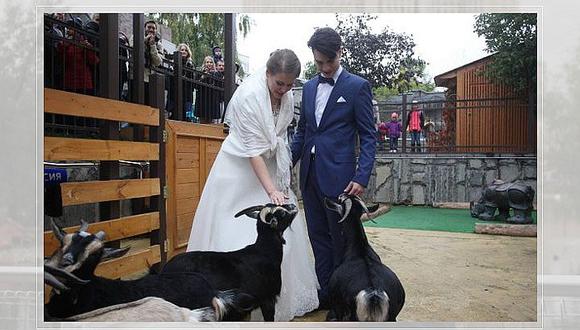 ​Animales: entre cabras y jirafas, una pareja se casa en el zoológico de Moscú
