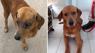 ​Perro adoptado devuelto a refugio por glotón ya tiene nuevo hogar