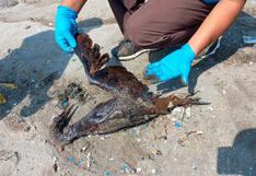 Derrame de petróleo: la fauna marina que no pudo soportar el desastre ecológico | FOTOS