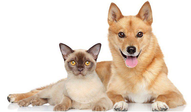 Perros y gatos: ¿Quién es más inteligente?