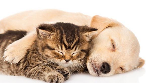 Perros y gatos: ¿sueñan o pueden tener pesadillas?