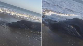 Ballena bebe quedó varada en playa Zorritos de Tumbes │VIDEO