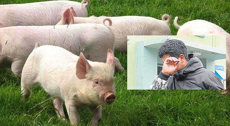 Huancayo: Intentó robar un cerdo y perritos lo delatan así  