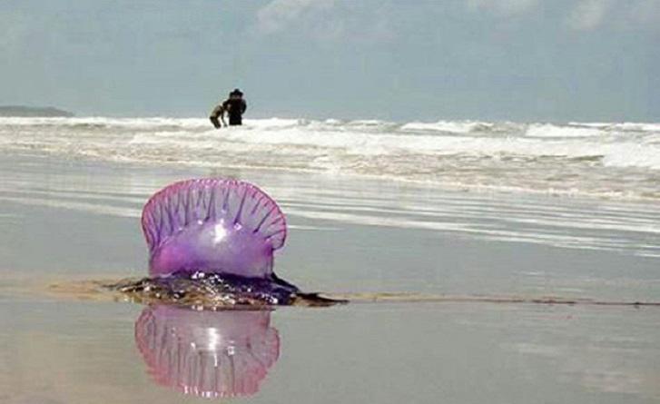 Todo sobre las medusas venenosas que rondan playas 