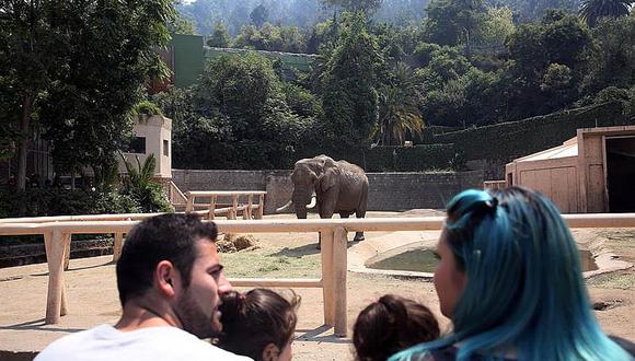 Animales: tendencia mundial es transformar zoológicos en bioparques 