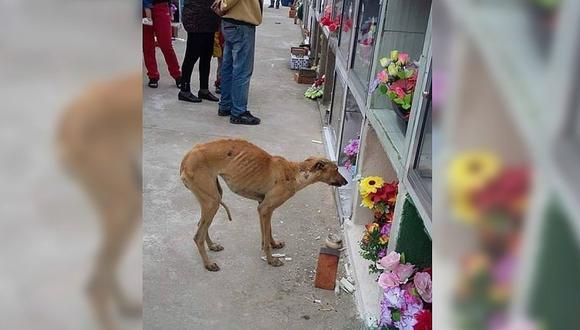 Perrito que visita tumba de su dueño conmueve las redes sociales