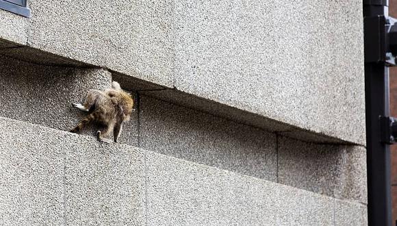 ​Ágil mapache escalador pone en vilo a todos en Estados Unidos