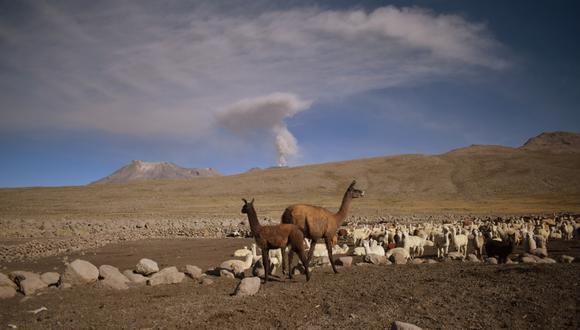 Arequipa: Ingemmet reveló las afectaciones que produce la caída de cenizas del volcán Sabancaya (Foto: Ingemmet)