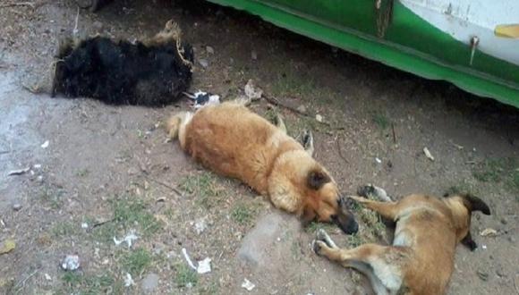 Delincuentes envenenan perros para desmantelar autos en Villa El Salvador 