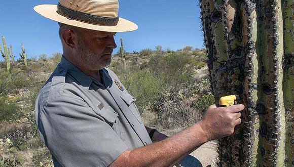 ​Colocan microchips a cactus en desierto para evitar que los roben (VIDEO)