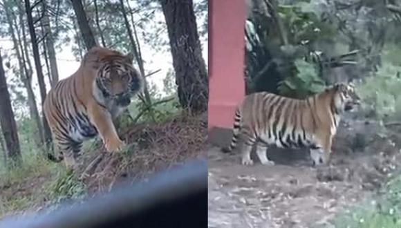 Un tigre de gran tamaño fue visto por varias personas en Jalisco. (Foto: Twitter)