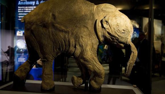 Exponen cría de mamut de la Edad de Hielo