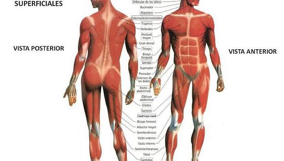 Sistema muscular 