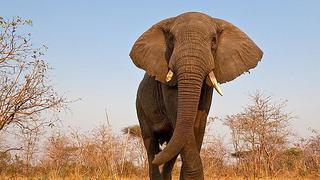 Elefante salvaje de África es el mamífero que menos duerme 