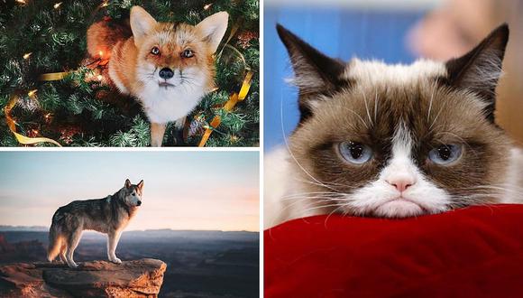 Mascotas influencers llegan a cobrar 16 mil dólares por publicar fotografía en Instagram 