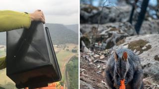 Australia: Arrojan miles de zanahorias del cielo para salvar a animales | VIDEO