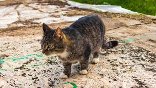 Estalla guerra en redes sociales porque prohíben gatos sueltos y les ponen GPS