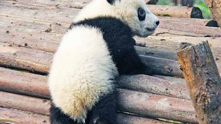 Nacen lindos pandas gemelos en zoológico de Francia