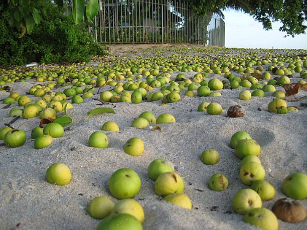 Conoce al 'árbol de la muerte', el más peligroso del mundo  