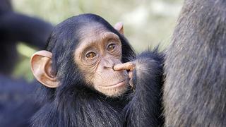 Emotivo reencuentro de un chimpancé con una pareja que le salvó la vida