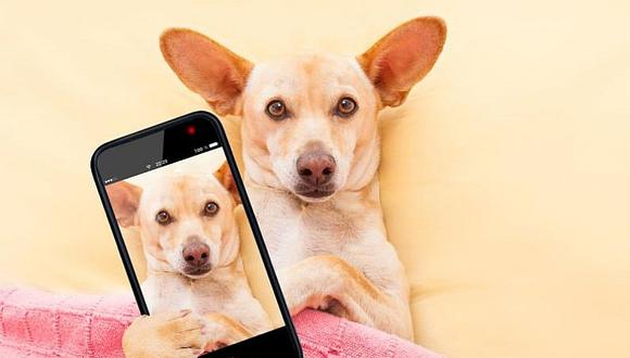 Cachorro tiene particular reacción cuando le piden un 'selfie'