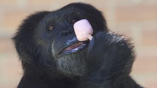 Helado para el calor es "dieta" para animales de zoológico en verano