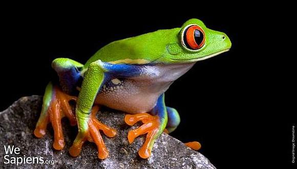 Descubren rana verde con patas naranja y muslos con tonos púrpura tornasolado