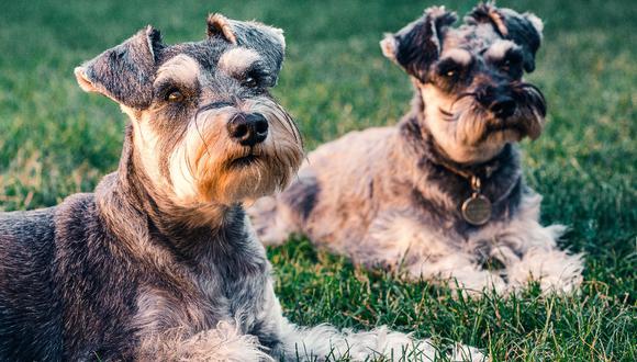 Existen unos trucos caseros para eliminar el olor a orina de perro de tu casa. (Foto: Pexels)