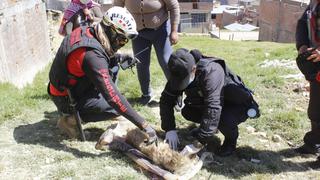 Junín: pitbull ataca brutalmente a pequeña mascota en la puerta de su casa │FOTO