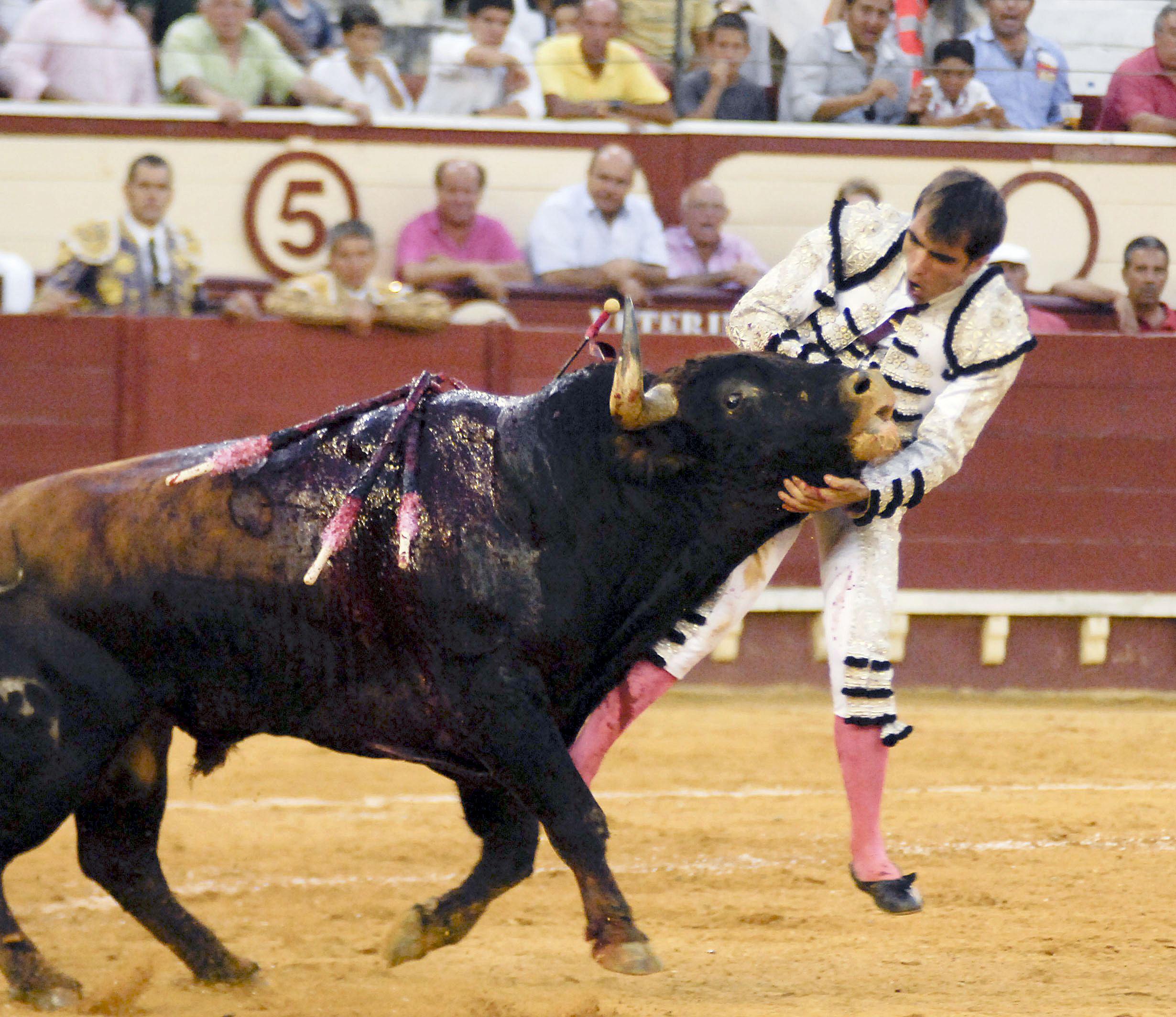 Torero entra a matar a toro y astado lo cornea con profundidad