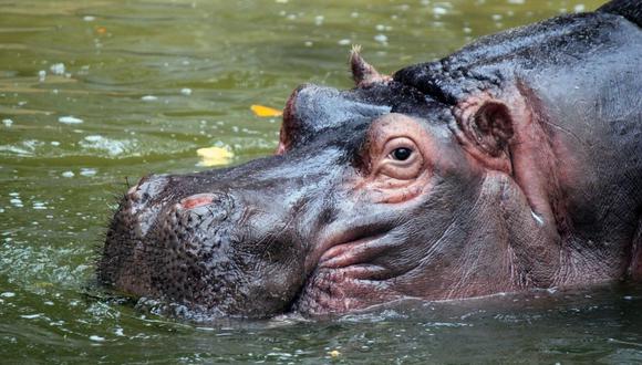 El hipopótamo ha entablado una excelente relación con el pato. Ello dejó sorprendidos a cientos de internautas. (Foto referencial - Pexels)