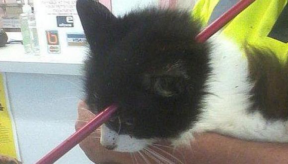Insólito: Gato sobrevive después que flecha le atravesara la cabeza [FOTOS] 